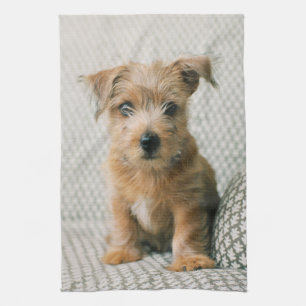 Cutest Baby Animals   Norfolk Terrier Puppy Kitchen Towel