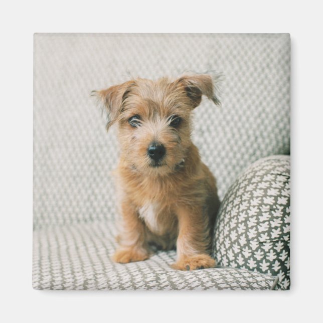 Cutest Baby Animals | Norfolk Terrier Puppy Magnet (Front)