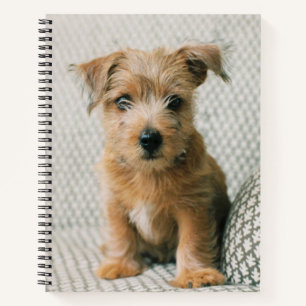 Cutest Baby Animals Norfolk Terrier Puppy Notebook