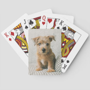 Cutest Baby Animals   Norfolk Terrier Puppy Playing Cards