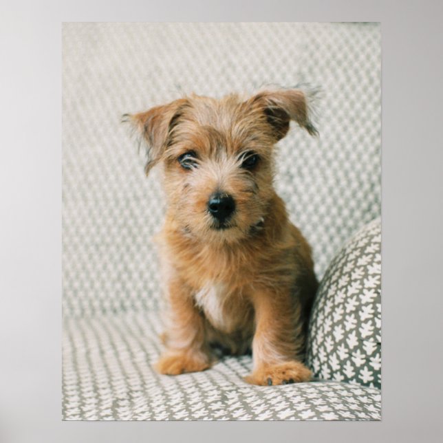 Cutest Baby Animals | Norfolk Terrier Puppy Poster (Front)