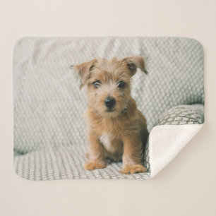 Cutest Baby Animals   Norfolk Terrier Puppy Sherpa Blanket