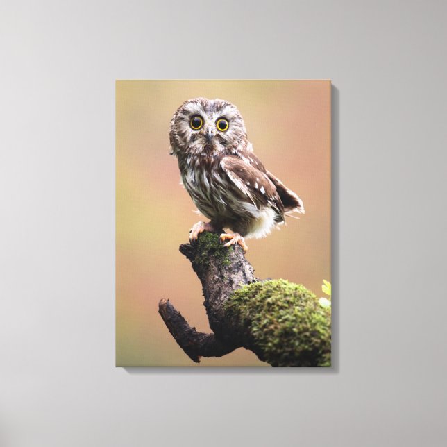 Cutest Baby Animals | Northern Saw Whet Owl Canvas Print (Front)