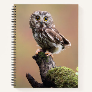 Cutest Baby Animals   Northern Saw Whet Owl Notebook