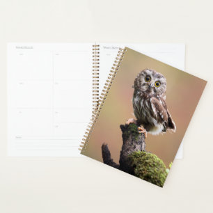 Cutest Baby Animals   Northern Saw Whet Owl Planner
