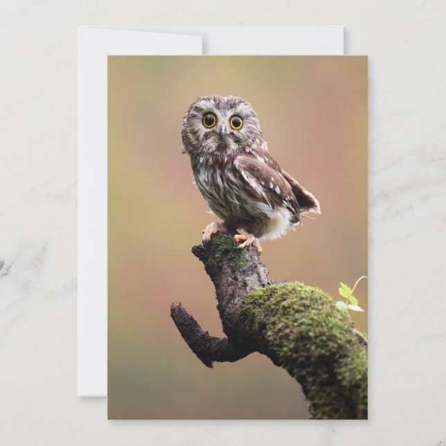 Cutest Baby Animals | Northern Saw Whet Owl Thank You Card (Front)