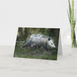 Cutest Baby Animals   Opossum Mom & Kids Card