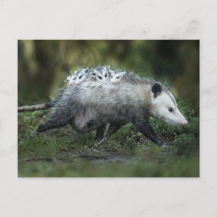 Cutest Baby Animals   Opossum Mom & Kids Postcard