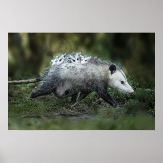 Cutest Baby Animals | Opossum Mom & Kids Poster (Front)