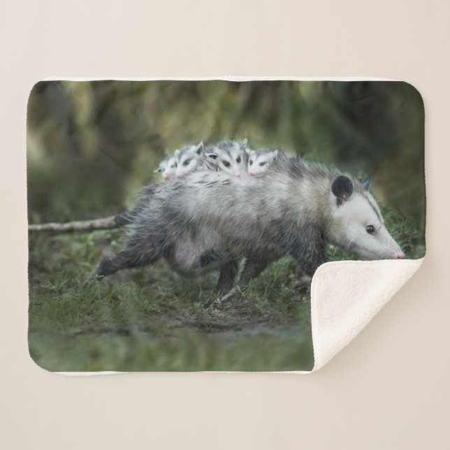 Cutest Baby Animals | Opossum Mom & Kids Sherpa Blanket (Front (Horizontal))