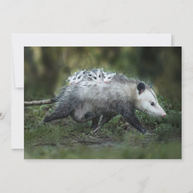 Cutest Baby Animals | Opossum Mom & Kids Thank You Card (Front)