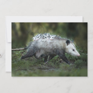 Cutest Baby Animals Opossum Mom & Kids Thank You Card