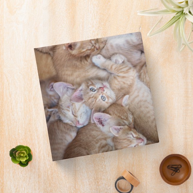 Cutest Baby Animals | Orange Kitten Pile Binder (In Situ)