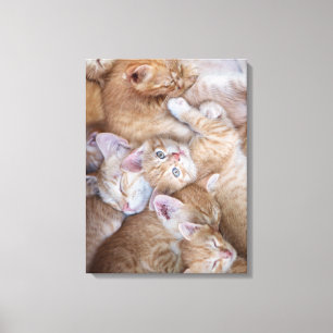 Cutest Baby Animals Orange Kitten Pile Canvas Print