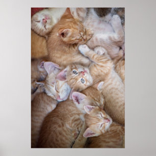 Cutest Baby Animals Orange Kitten Pile Poster
