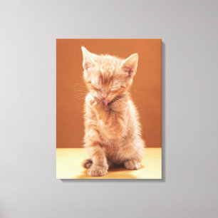 Cutest Baby Animals Orange Tabby Kitten Canvas Print