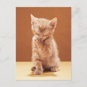 Cutest Baby Animals Orange Tabby Kitten Postcard