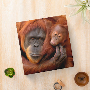 Cutest Baby Animals Orangutan Mom & Baby Binder