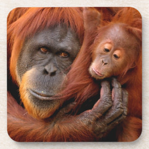 Cutest Baby Animals Orangutan Mom & Baby Coaster