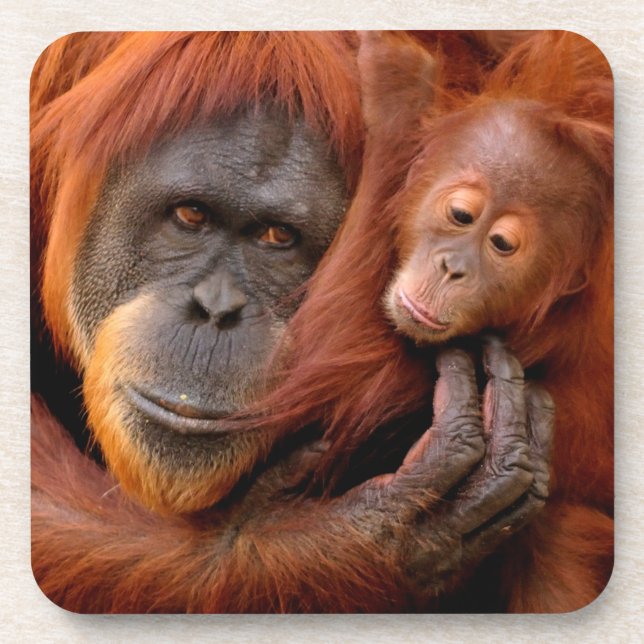Cutest Baby Animals | Orangutan Mom & Baby Coaster (Front)