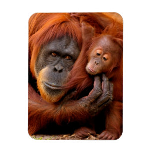 Cutest Baby Animals Orangutan Mom & Baby Magnet