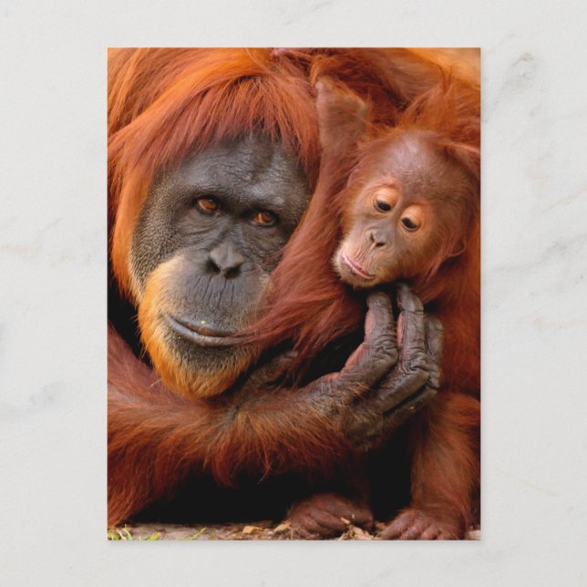 Cutest Baby Animals | Orangutan Mom & Baby Postcard (Front)