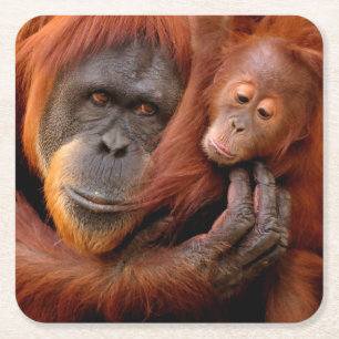 Cutest Baby Animals Orangutan Mom & Baby Square Paper Coaster