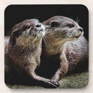 Cutest Baby Animals   Otters Holding Hands Coaster