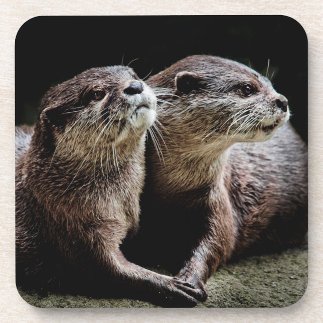 Cutest Baby Animals | Otters Holding Hands Coaster (Front)