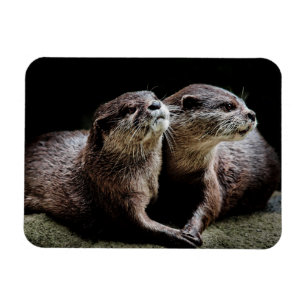 Cutest Baby Animals Otters Holding Hands Magnet