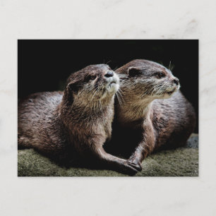 Cutest Baby Animals   Otters Holding Hands Postcard