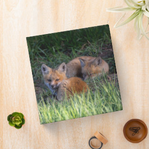 Cutest Baby Animals   Pair of Red Fox Kit Siblings Binder