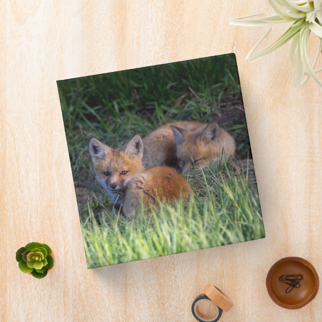 Cutest Baby Animals | Pair of Red Fox Kit Siblings Binder (In Situ)