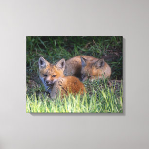 Cutest Baby Animals   Pair of Red Fox Kit Siblings Canvas Print