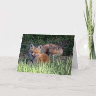 Cutest Baby Animals Pair of Red Fox Kit Siblings Card