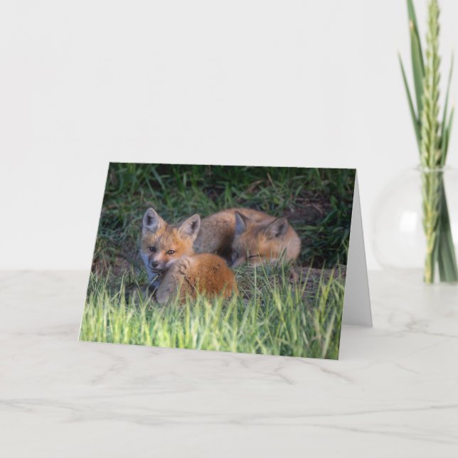 Cutest Baby Animals | Pair of Red Fox Kit Siblings Card (Front)