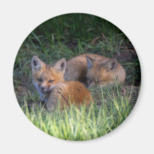 Cutest Baby Animals Pair of Red Fox Kit Siblings Magnet
