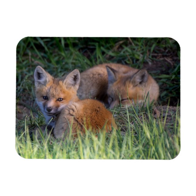 Cutest Baby Animals | Pair of Red Fox Kit Siblings Magnet (Horizontal)