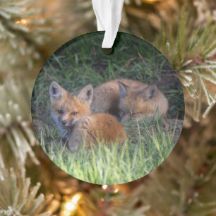 Cutest Baby Animals Pair of Red Fox Kit Siblings Ornament