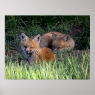 Cutest Baby Animals   Pair of Red Fox Kit Siblings Poster