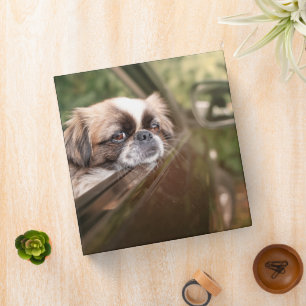 Cutest Baby Animals Pekingese Puppy in Car Binder