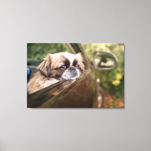 Cutest Baby Animals   Pekingese Puppy in Car Canvas Print