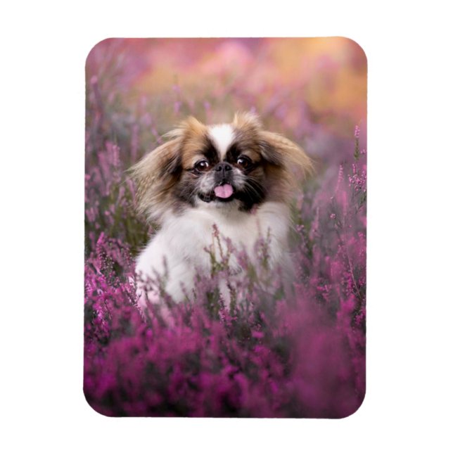 Cutest Baby Animals | Pekingese Puppy Magnet (Vertical)