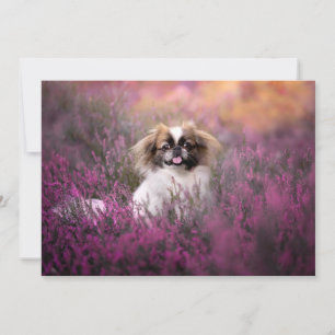 Cutest Baby Animals Pekingese Puppy Thank You Card