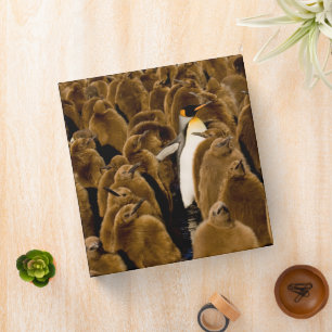 Cutest Baby Animals Penguin Among Youngsters Binder