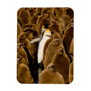 Cutest Baby Animals Penguin Among Youngsters Magnet