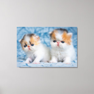 Cutest Baby Animals   Persian Calico Kitten Canvas Print