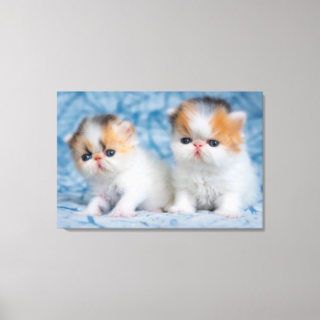 Cutest Baby Animals | Persian Calico Kitten Canvas Print (Front)