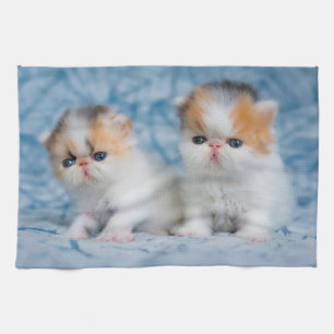 Cutest Baby Animals   Persian Calico Kitten Kitchen Towel