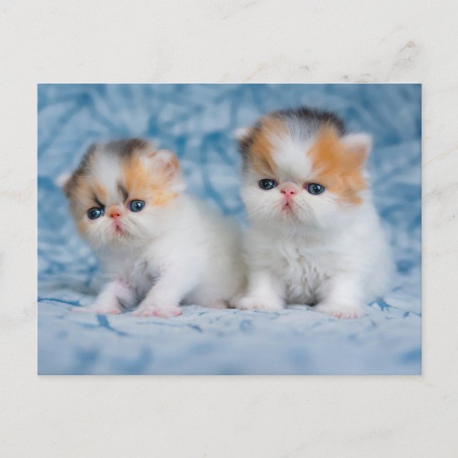 Cutest Baby Animals | Persian Calico Kitten Postcard (Front)